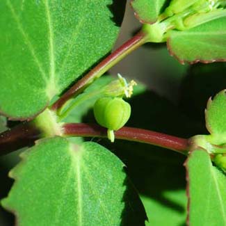 Chamaesyce hyssopifolia, Hyssopleaf Sandmat